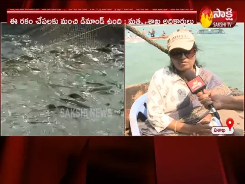 Fish Distribution On Visakhapatnam Beach