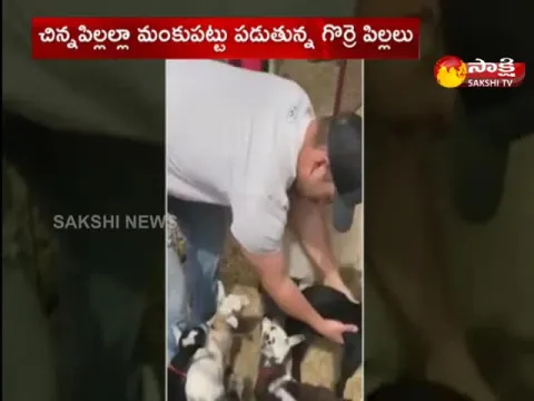 Cute Baby Lambs Viral Video