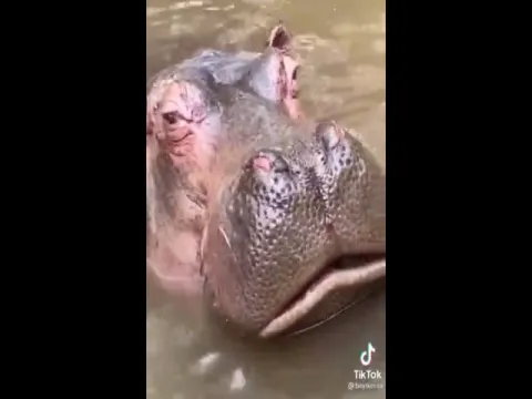Woman Throws Water Bottle Into Hippo Mouth
