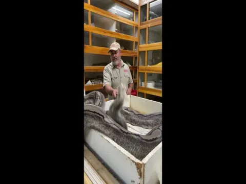 Viral Video: Huge Snake Attack