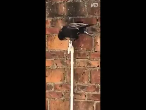 Viral Video Crow Opened Water Tap And Drinks Water By Itself