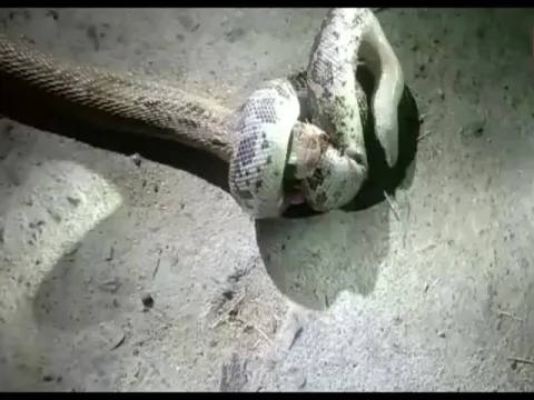Scary Fight Between Sand Boa Snake And Long Cobra