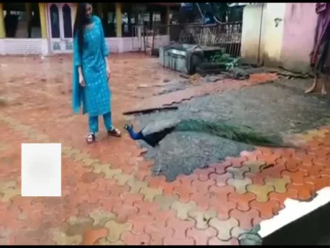 Digangana Suryavanshi Attacked By Peacock Video Goes Viral