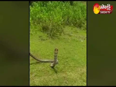 Snake Catcher Catches Giri Nagu Snake 