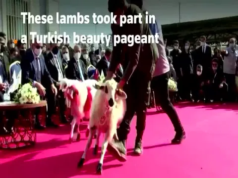 Sheeps Fashion Show Viral In Diyarbakir, Turkey