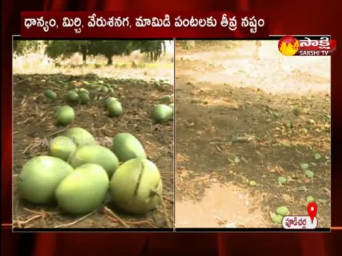 Huge Loss For Kurnool Farmers With Sudden Rains 