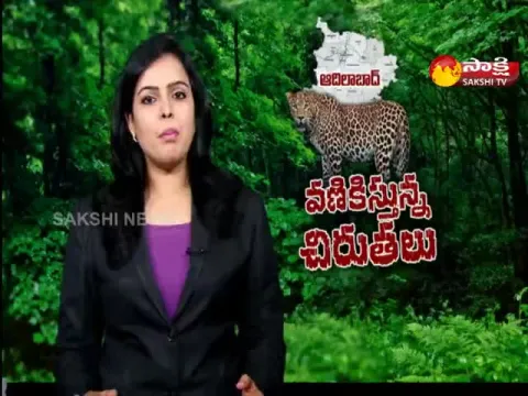 Cheetahs Roaming The Roads In Adilabad District