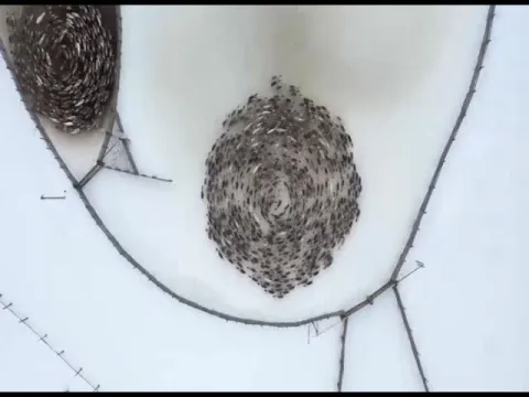 Drone captures herd of reindeer circling to protect themselves