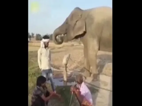 Viral Video: Elephant Operates Hand Pump on His Own to Drink Water