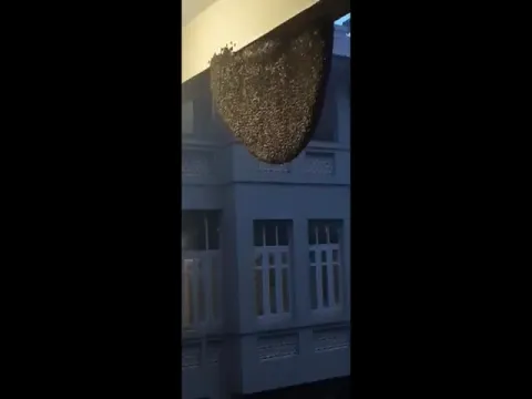 Viral Video: Honey Bees Unity Cyclone Tauktae