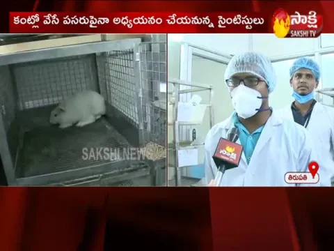 Anandayya Corona Medicine: Experiments On Animals Will Start Soon