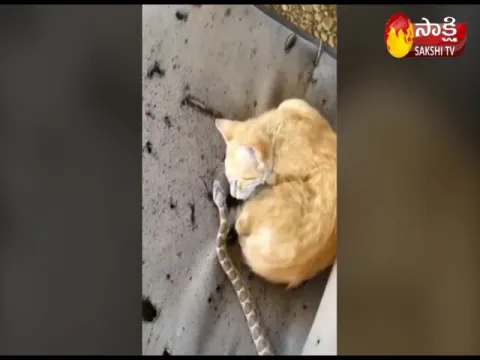 Sleepy Cat Plays With Snake 