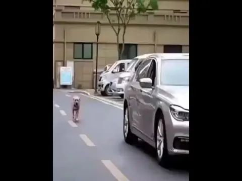 Viral Video: Dog Teaches Apt Lesson To Man