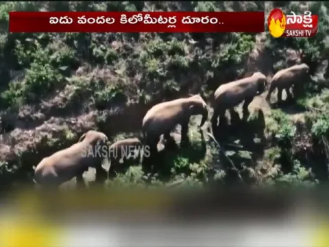special story on china elephants long march