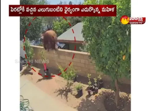 bear attack on dog in california