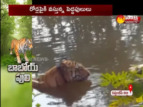 Tigers Comes On Roads In Komurambeem Distric