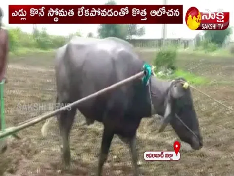 Adilabad: A farmer plowing with buffalo 
