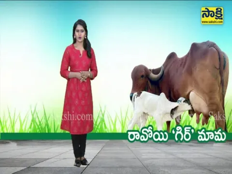 Full Details About Maharashtra Mission Gokul, Why Maha Sarkar Import Brazil Breed Gir Bull Semen