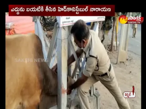 Bull stuck between the current polls in nirmal