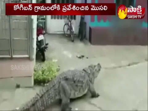 Crocodile entering the Kogiban village