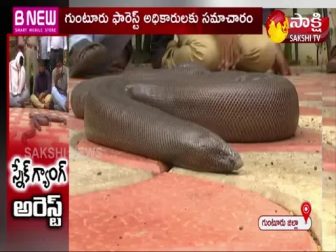 Snake Gang Arrested : Guntur