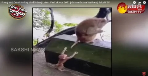 Funny And Cute Monkey Viral Video