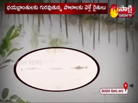 Big Crocodile In Lake | Villagers In Fear Of Crocodile Wandering