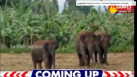Elephants Hulchul In Kallikota Village Vizianagaram District