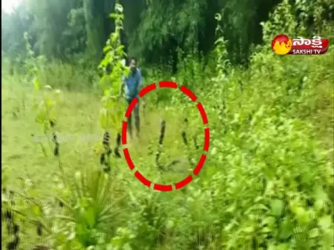 13 Foot King Cobra Found In Mamidi Palem East Godavari