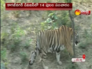 Tiger Hulchal In Komaram District 