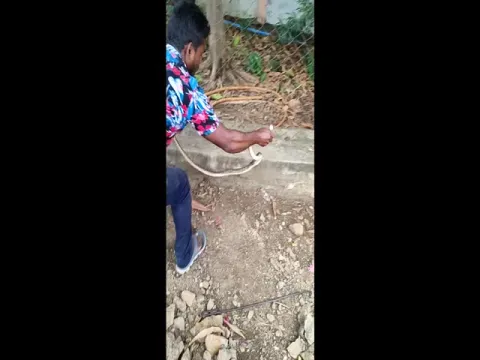 Viral Video: Snake Bite Tragedy In Adilabad District