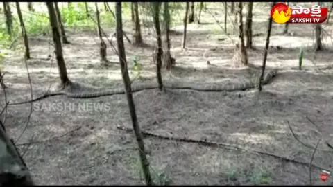 Viral Video: 12 Feet King Cobra In East Godavari