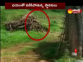 Leopard Hulchal In Khanapur