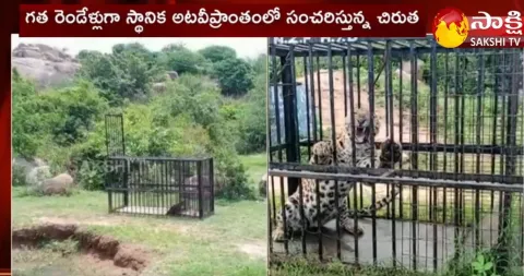 Leopard Caught By Forest Officers In Medak 