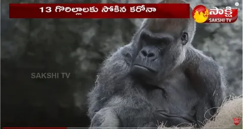 Gorillas Test Corona Positive at San Diego Park in US 