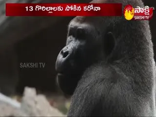 Corona Infected 13 Gorillas