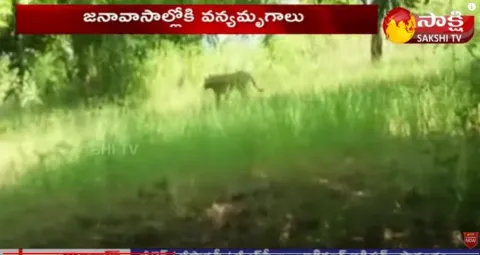Tigers Hulchal In Villages