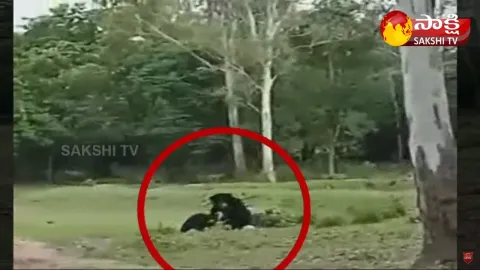 Viral Video: Bears Plays With Football