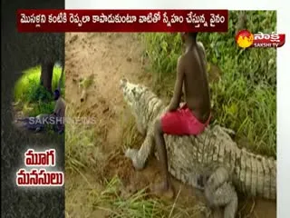 Mali People Raise Crocodiles As Pets