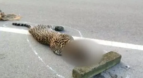 Leopard Found Dead On Road In Mahbubnagar District