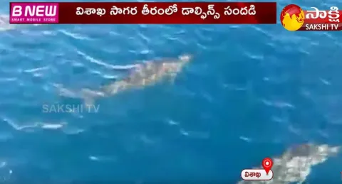 Dolphins Playing At Visakhapatnam Beach
