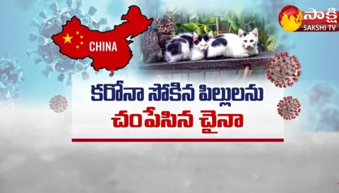 china killed pet cats for covid -19