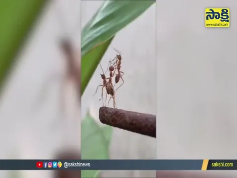 Viral Video: Ant Helps To Its Friends But What Happened Next Is Actually Life Lesson