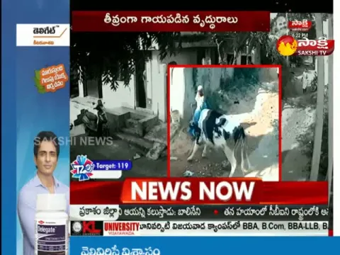 The Cow That Attacked The Old Woman
