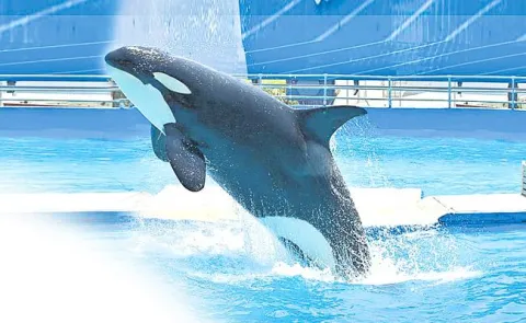 Worlds Loneliest Whale Named Kiska Attempts Suicide 