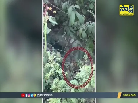 Leopard Wandering In Nizamsagar Tourists Threatened