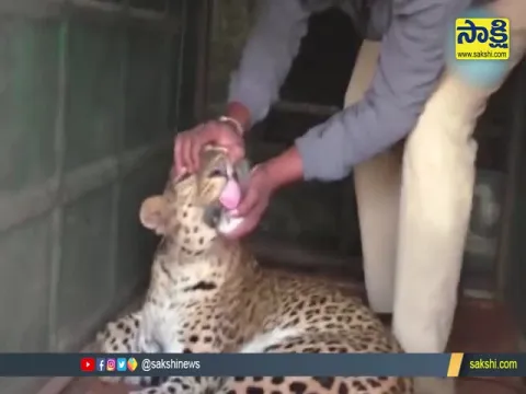 Viral Video: Leopard Entered Into House In Karnataka Village