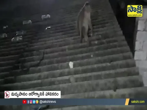 A Video Of Monkey Drinks Liquor Goes Viral