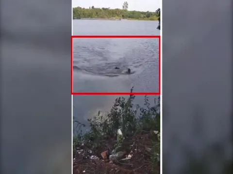Crocodile Violently Attacks On Men In Brazil: Viral Video