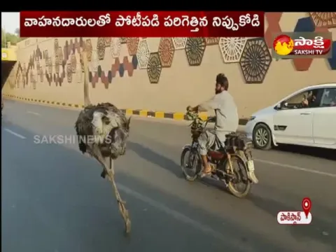 Two ostriches came out on Lahore Canal Road
